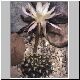 Echinopsis_ancistrophora.jpg