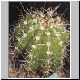 Echinopsis_arebaloi.jpg