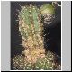 Echinopsis_ayopayana.jpg
