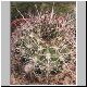 Echinopsis_baldiana.jpg