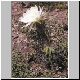 Echinopsis_bridgesii.jpg