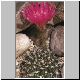 Echinopsis_cardenasiana.jpg
