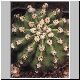 Echinopsis_dehrenbergii.jpg