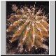 Echinopsis_klingleriana.jpg