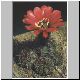 Echinopsis_korethroides.jpg