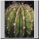 Echinopsis_minuana.jpg