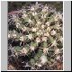 Echinopsis_silvestrii.jpg