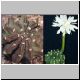 Echinopsis_subdenudata.jpg
