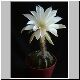 Echinopsis_subnudum.jpg