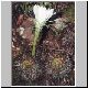 Echinopsis_sucrensis.jpg