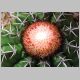 Melocactus_paucispinus.JPG